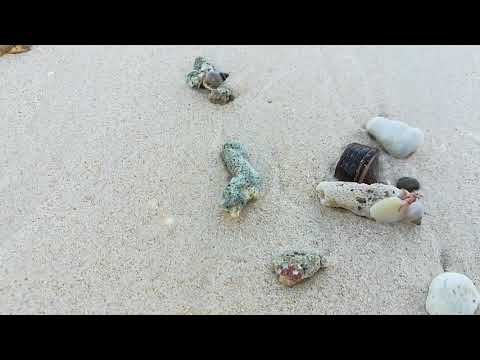 Living Snails in Laxmanpur Beach