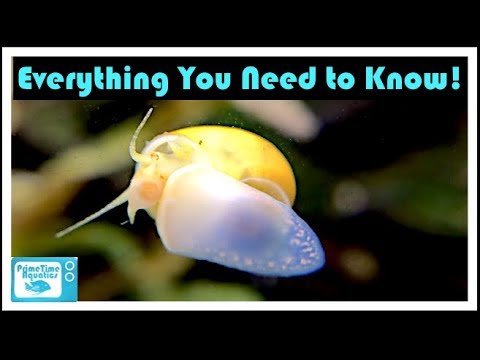 Mystery Snail Care and Breeding: Your Friendly Neighborhood Algae Eater!