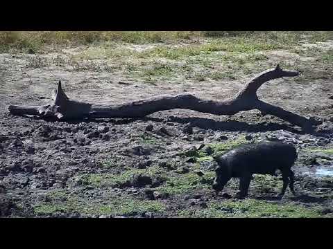 Djuma: Warthog family - 05/06/19
