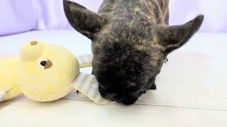 フレンチブルドッグの動画01
