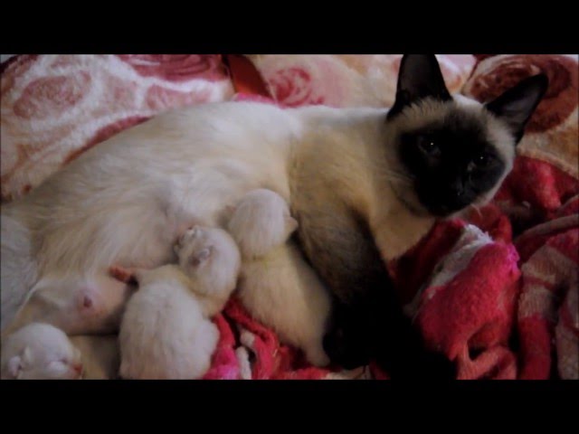 Thai Cats Viosna*PL - Miot G - Słodkie Sny