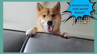 My Shiba Inu will share his SECRETS | Find out now! || Hero the Shiba inu