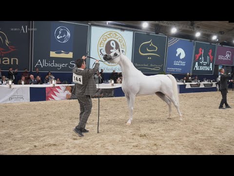 👑 ALEXXANDERR 👑 - Gold Champion Senior Stallion - 2022 All Nations Cup