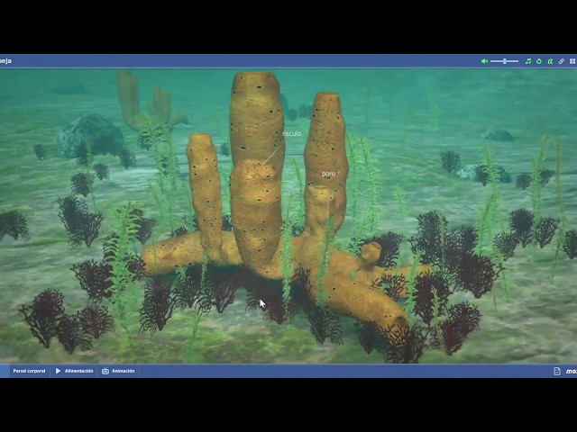 Vídeo relacionado con Proyecto: FanFest - Biología y Geología 1 ESO