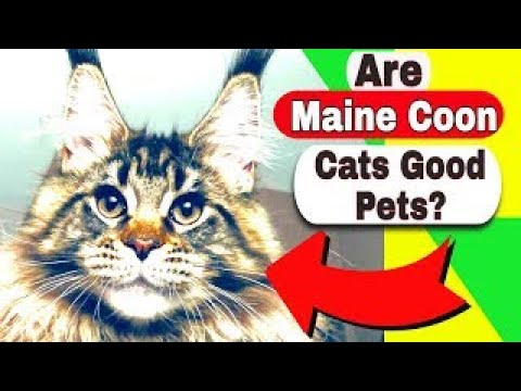 Are Maine Coon cats good pets? How much does a Maine Coon cat cost?