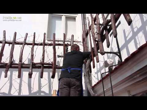 Rez vinske trte v Ljutomeru