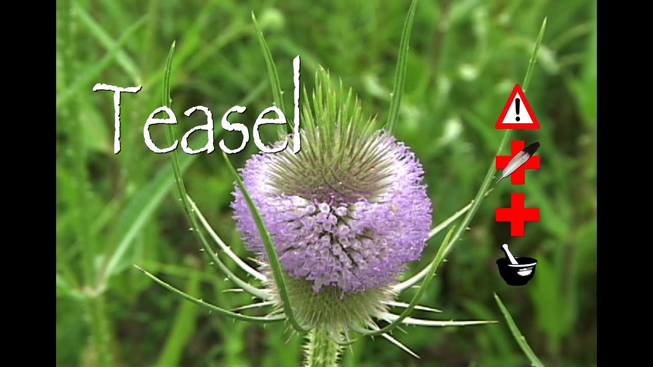 Teasel: Medicinal, Cautions & Other Uses - YouTube