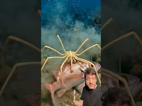 The Sea Spider is TERRIFYING
