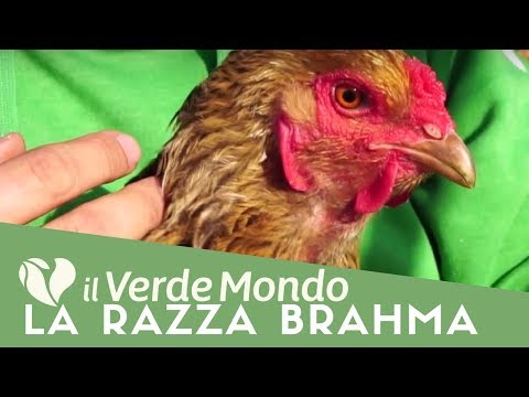 , title : 'La Razza Brahma | Caratteristiche di questa razza avicola | Puntata 1'