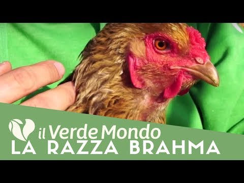 Dolore dietro la schiena sul lato destro Mal di schiena nella gamba destra dà