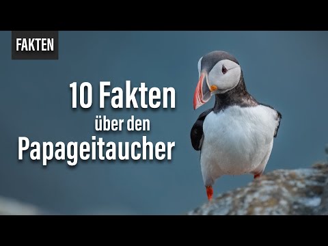 10 Fakten über den Papageitaucher in unter einer Minute