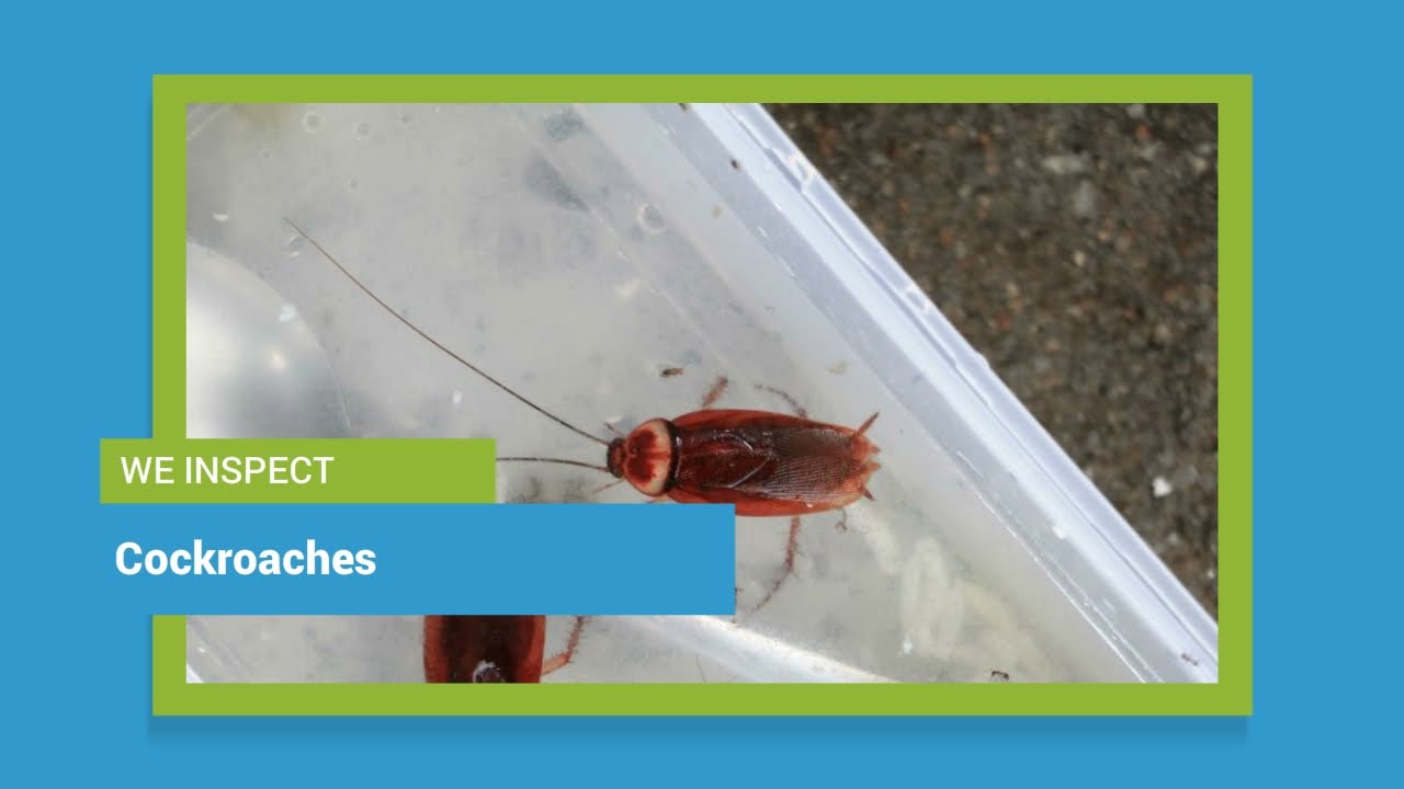 Restaurant Pest Control Sydney - Commercial Pest Control for Food Business