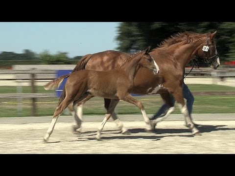 Stf v Fiderbach x De Niro x Titus