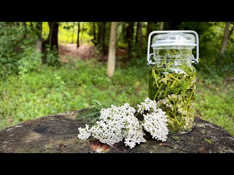 Backwoods Mosquito Repellent and Wound Care: Medicinal Plant Yarrow