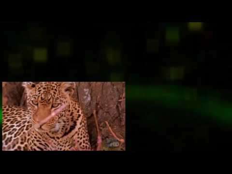 The Leopard Son (1996) Trailer