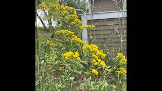 Goldenrod for the Mid-Atlantic