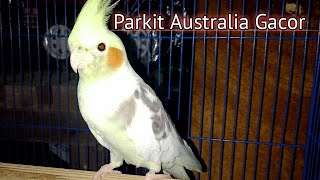 Download lagu Parkit Australia Gacor || Suara Pancingan Falk mp3 Download lagu Parkit Australia Gacor || Suara Pancingan Falk mp3
