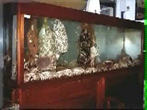 Marisqueiras e Restaurantes em Santarem Jomar