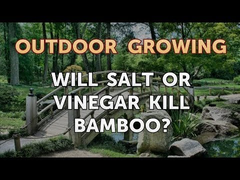 Will Salt or Vinegar Kill Bamboo