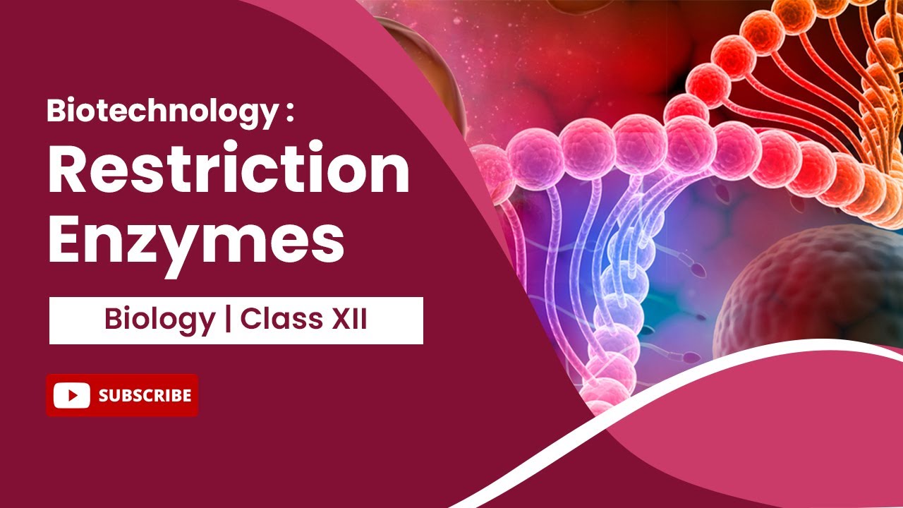 Restriction Enzymes | Biotechnology : Principles and Processes | Biology | Class 12