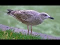Observing Juvenile European Herring Gull Do Just About Nothing 4K