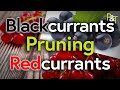 Pruning Blackcurrants And Redcurrants What S The Difference Pots Trowels