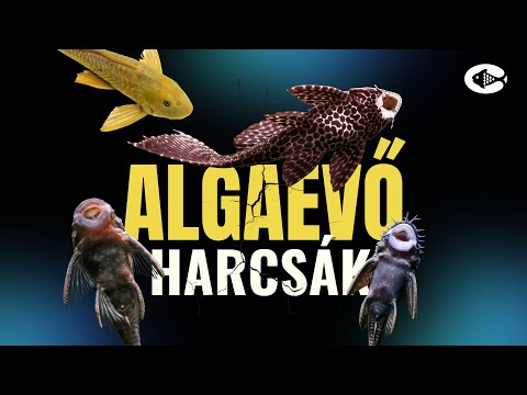 🎥 Anci, Pleco, Gibbiceps – így különböztesd meg őket egyszer s mindenkorra!