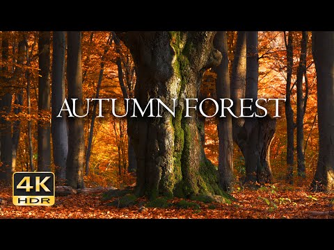 4K HDR Autumn Forest - Peaceful Fall Ambiance & Birdsong - Birds Signing in Colorful Autumn Woods  