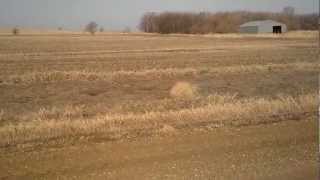 South Dakota Tumbleweed