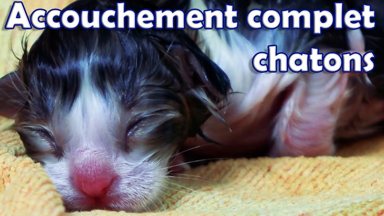 Watch video Accouchement complet du chat en live. Naissance chatons. Conseils préparation mise bas chatte. Accouchement complet du chat en live. Naissance chatons. Conseils préparation mise bas chatte.