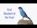 Wonderful Wyoming Wildlife First Bluebird Of The Year 3 13 17