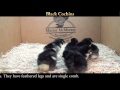 Video: Black Cochin Baby Baby Chicks