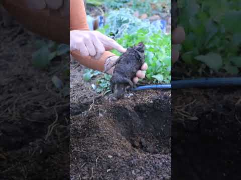 How to Grow Rhubarb From A Crown or Plant