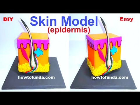 human digestive system working model 3d science project for science exhibition diy howtofunda