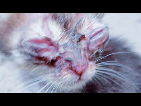 How to Clean My Kitten's Eye Boogers / Home Treatment