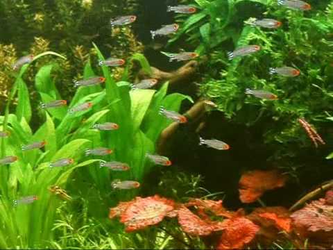 Watch Video on YouTube