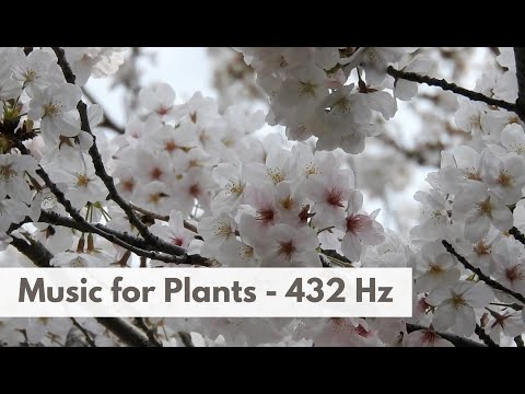 Music for Plants 432 Hz Frequency Music for plants growth and happiness