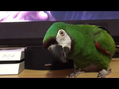 Bad bunny krippy kush