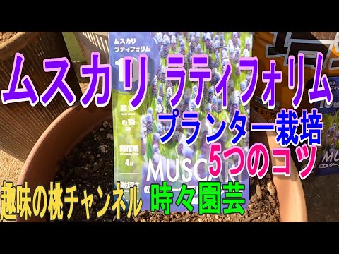 園芸 ムスカリ ラティフォリウム
