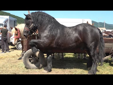 Targul de cai de la Negreni, Cluj 16 Iunie 2025 Nou!!!