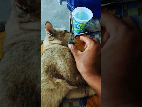 Fun with cats🐱🐱 #shorts #funny #cat #animals #pets #petlover #youtubeshorts #ytshorts