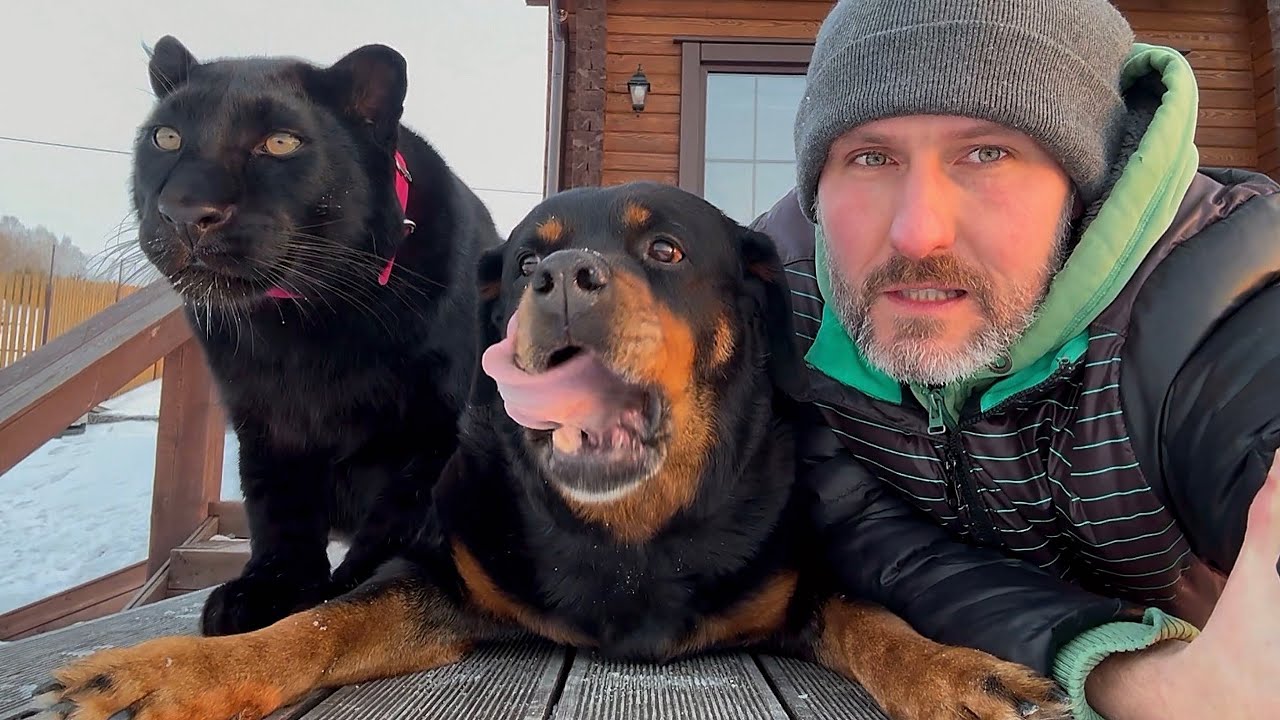 Luna the panther and deer hunters 🦌🦌🦌(ENG SUB)