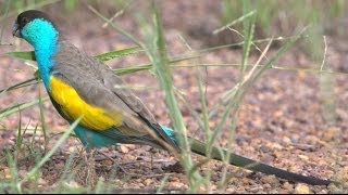 preview picture of video 'Hooded Parrot (Psephotus dissimilisa) in Pine Creek, NT'