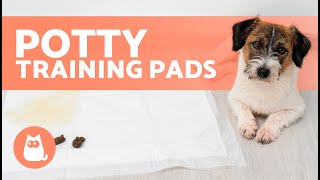 How to Teach a PUPPY to USE a PUPPY PAD 🐶✅