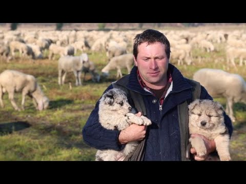 , title : 'Mille pecore a Gambolò'