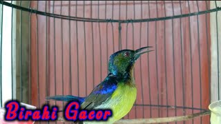 Download lagu kolibri kelapa | manggar | wiceh | korlap gacor buat pancingan burung malas bunyi mp3