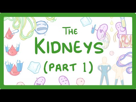 GCSE Biology - How the Kidneys Work - (Kidneys Part 1/3)