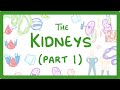 How Kidneys Regulate Waste, Ions, and Water Balance