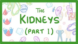 Biology - How the Kidneys Work - (Kidneys Part 1/3)  #27