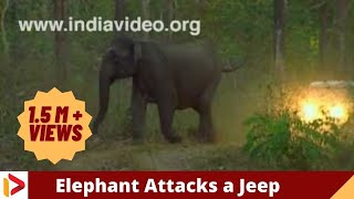 Angry elephant charges at camera crew in jungle